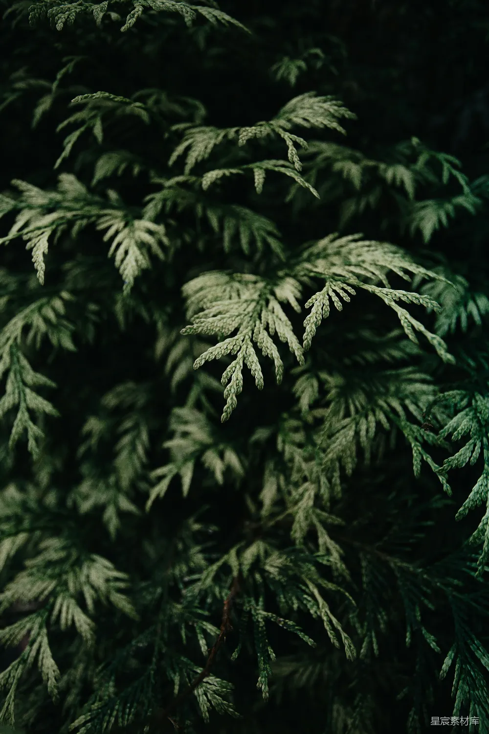 高清摄影 自然 绿色蕨类植物的近景摄影