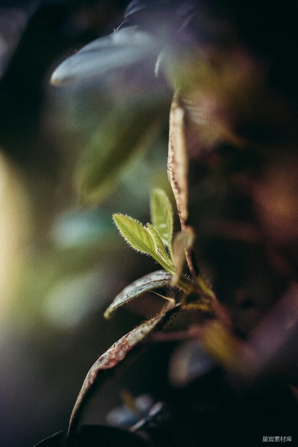 高清摄影  绿叶植物