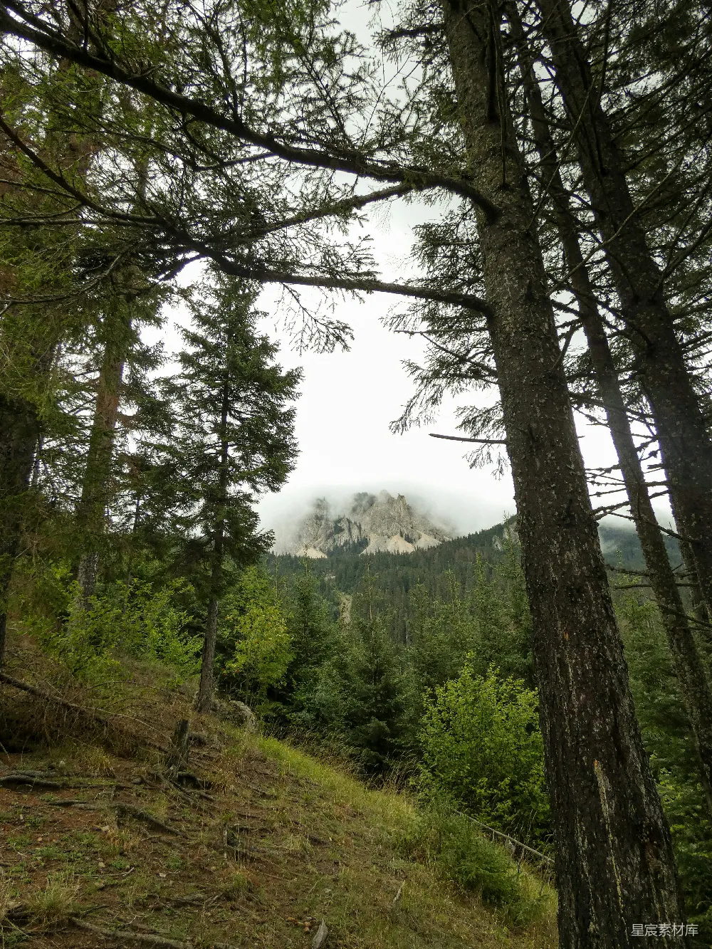 高清摄影  森林中俯瞰的一片山峦美景