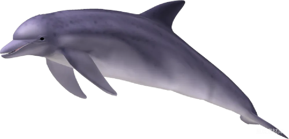 元素素材 海洋生物 3D渲染 可爱 微笑的海豚