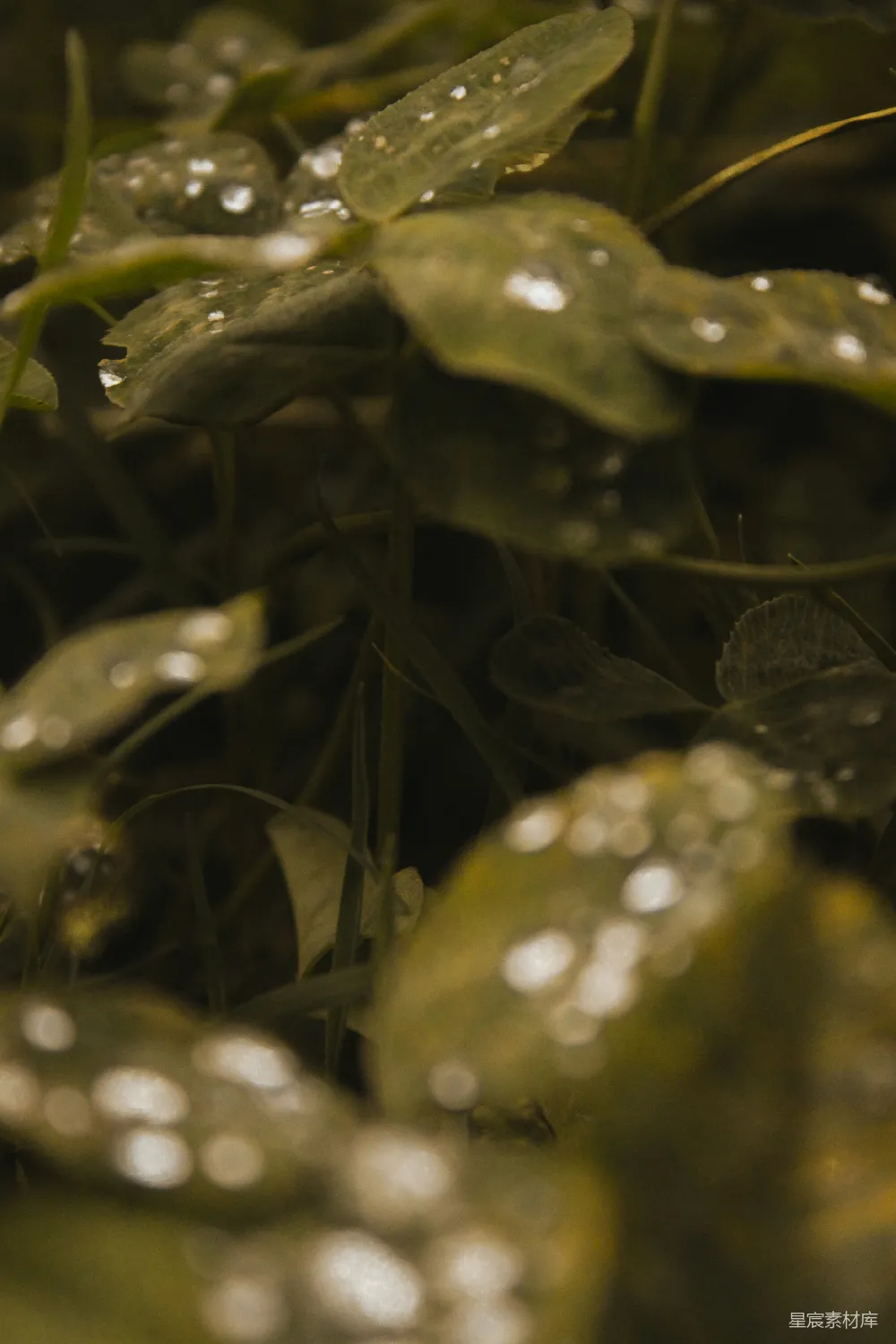 高清摄影 植物上近景，附有水珠