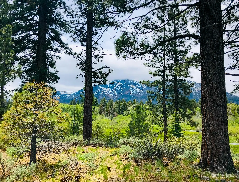 高清摄影  背景中有树木和山峰的森林