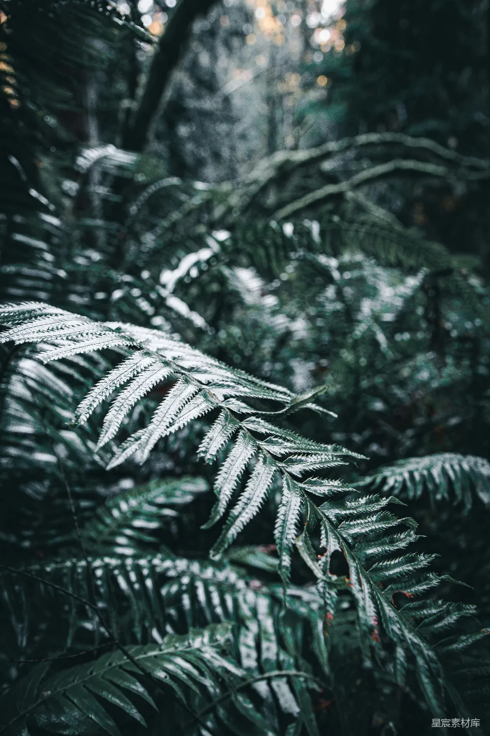 高清摄影 蕨类植物 自然风光 雨后景象 绿色植物 森林 森林中一株蕨类植物的特写镜头