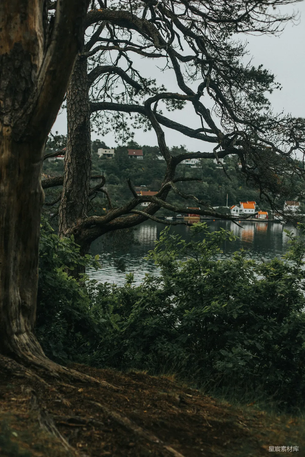 高清摄影 树旁有一片水域