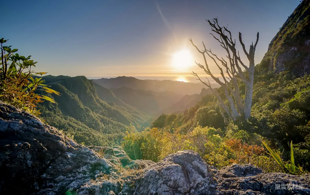 高清摄影  夕阳下白色的木制树环绕着一片草地。