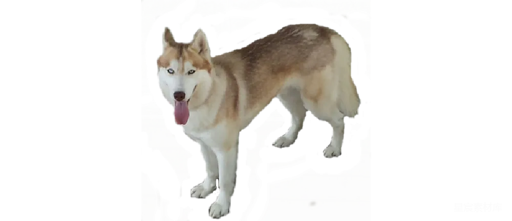 元素素材 动物 户外 宠物 雪橇犬的活力瞬间