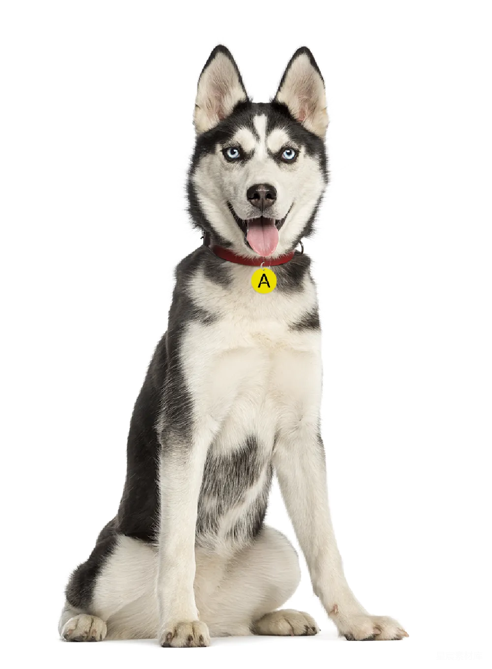 元素素材 husky