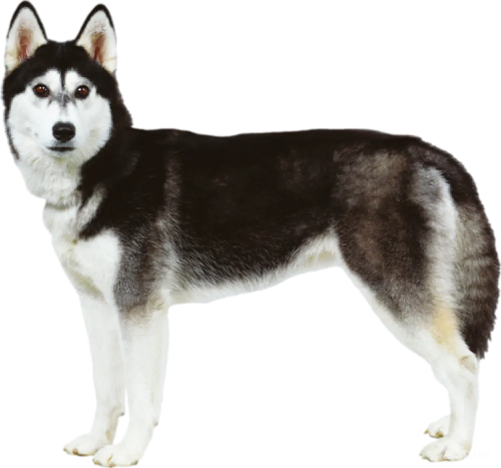 元素素材 元素 husky