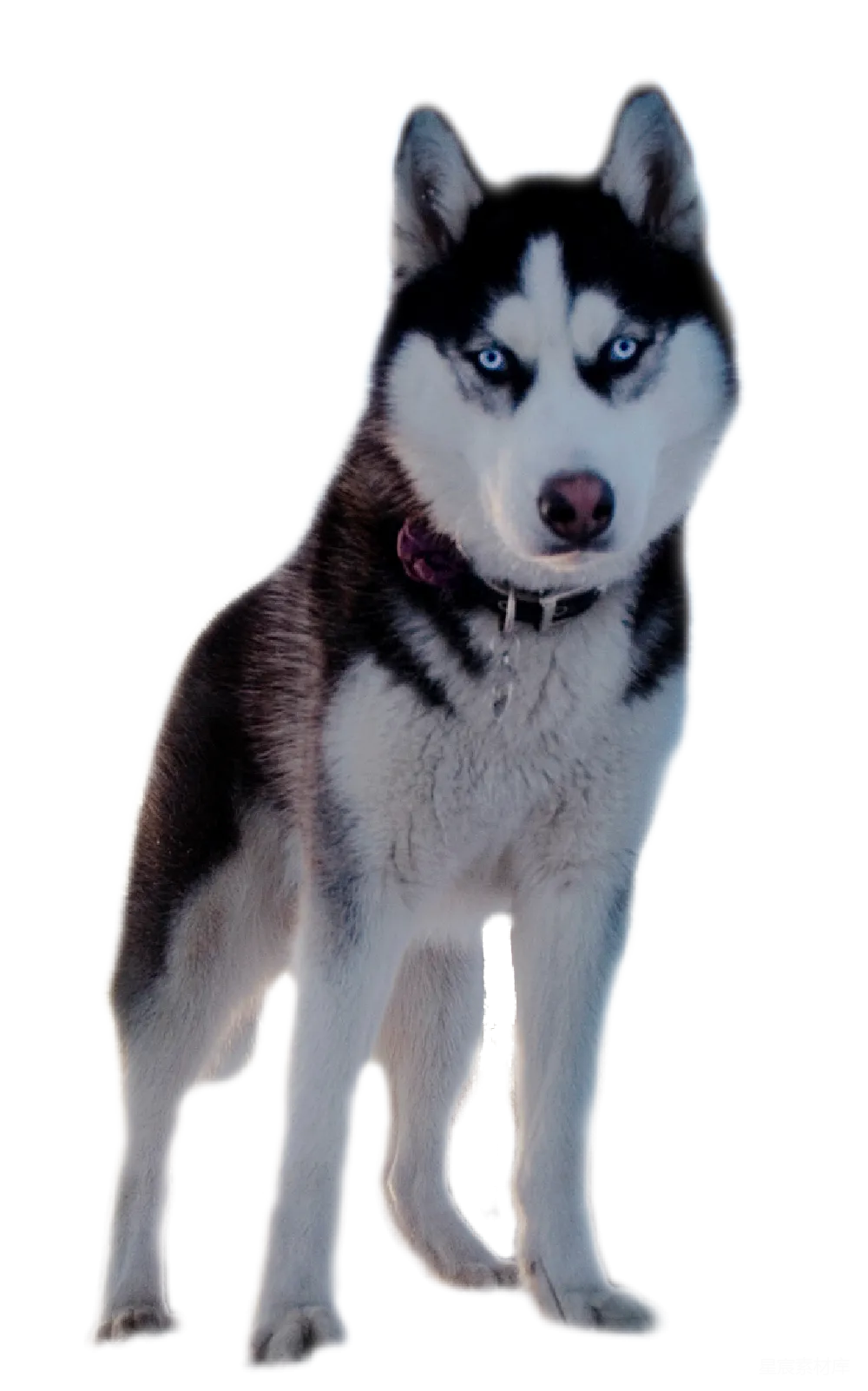元素素材 元素 husky