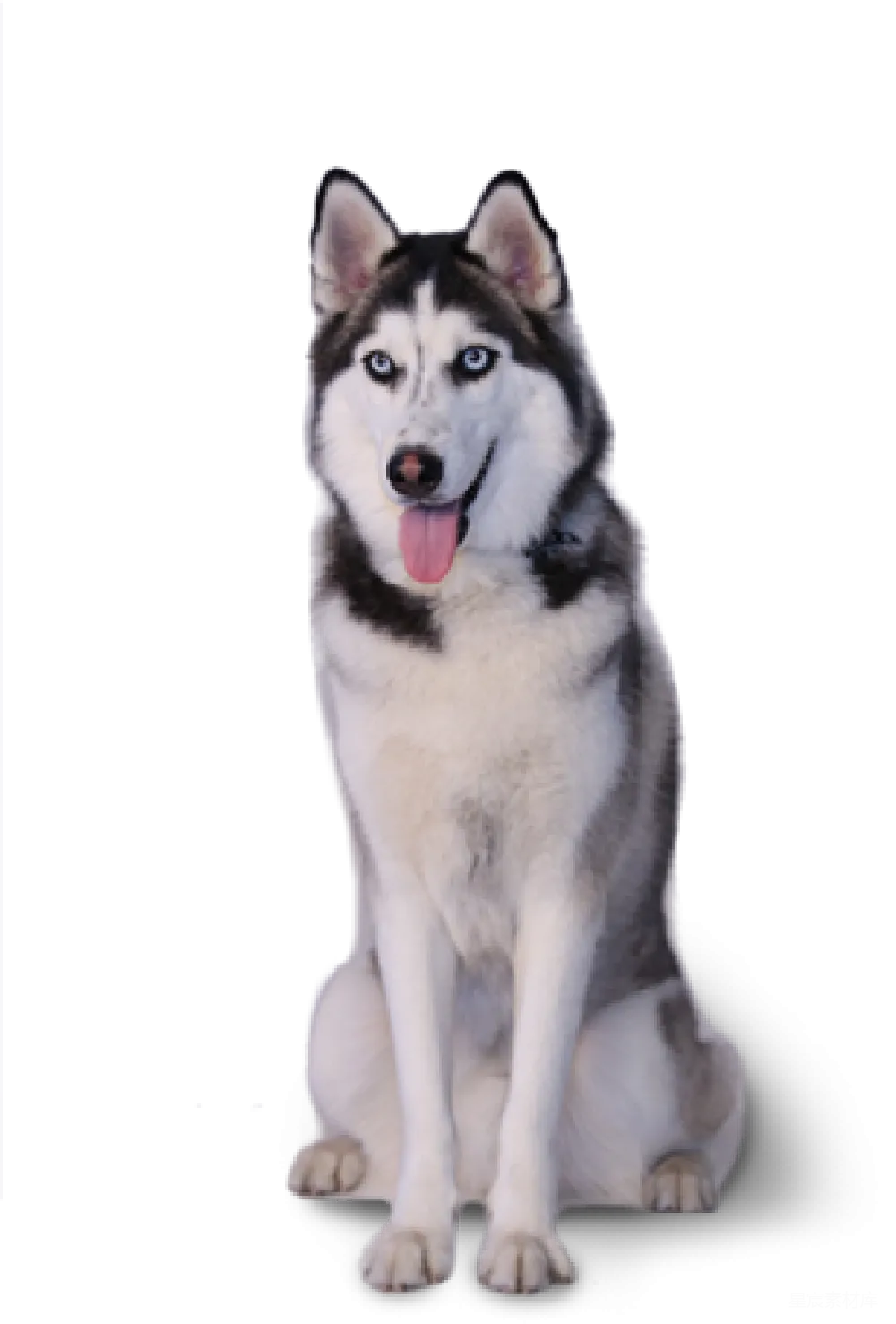 元素素材 元素 husky