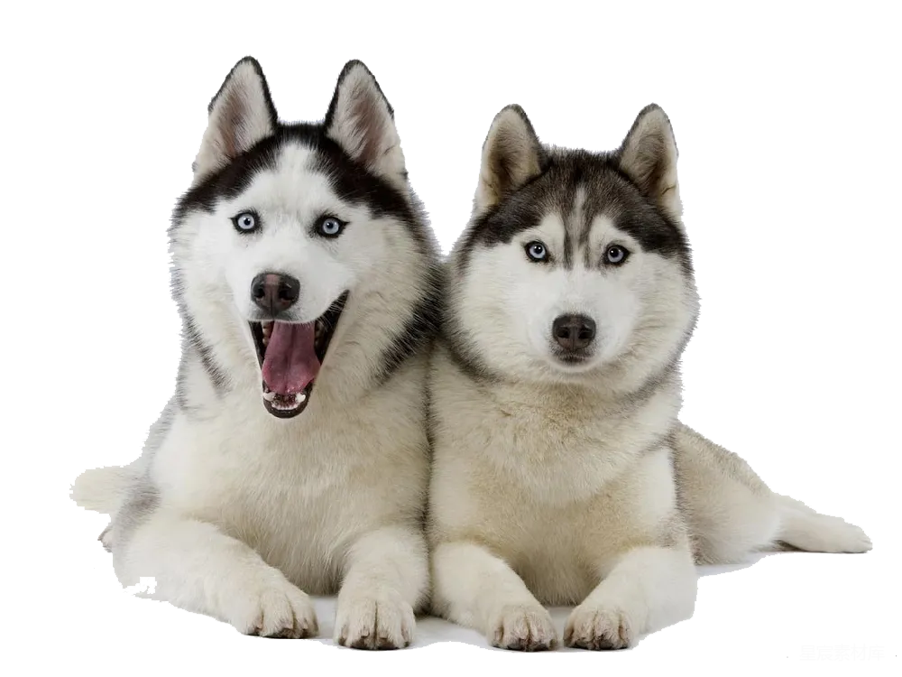 元素素材 husky
