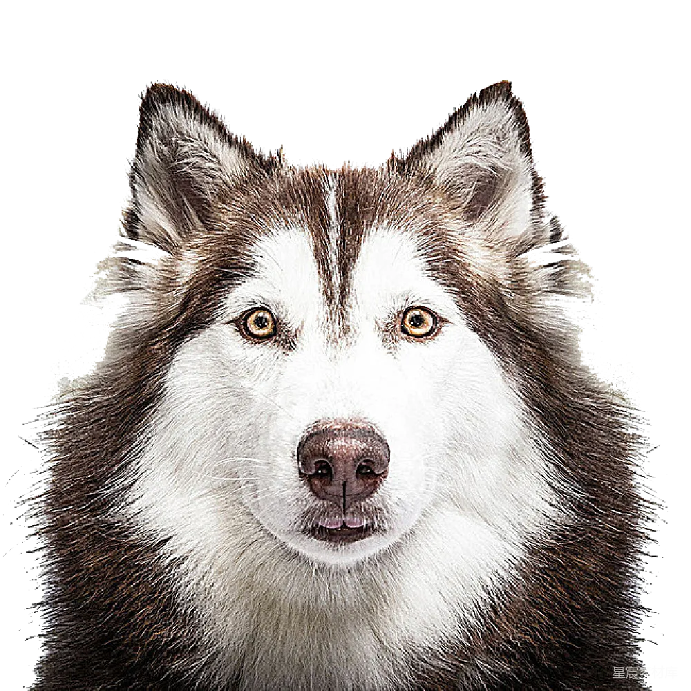 元素素材 元素 husky