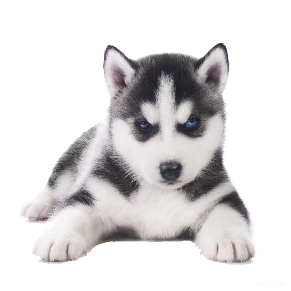元素素材 元素 husky