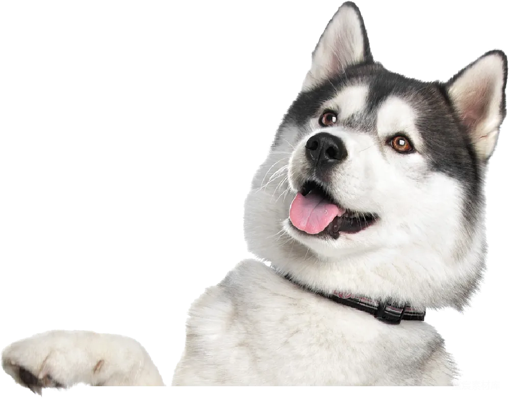 元素素材 元素 husky