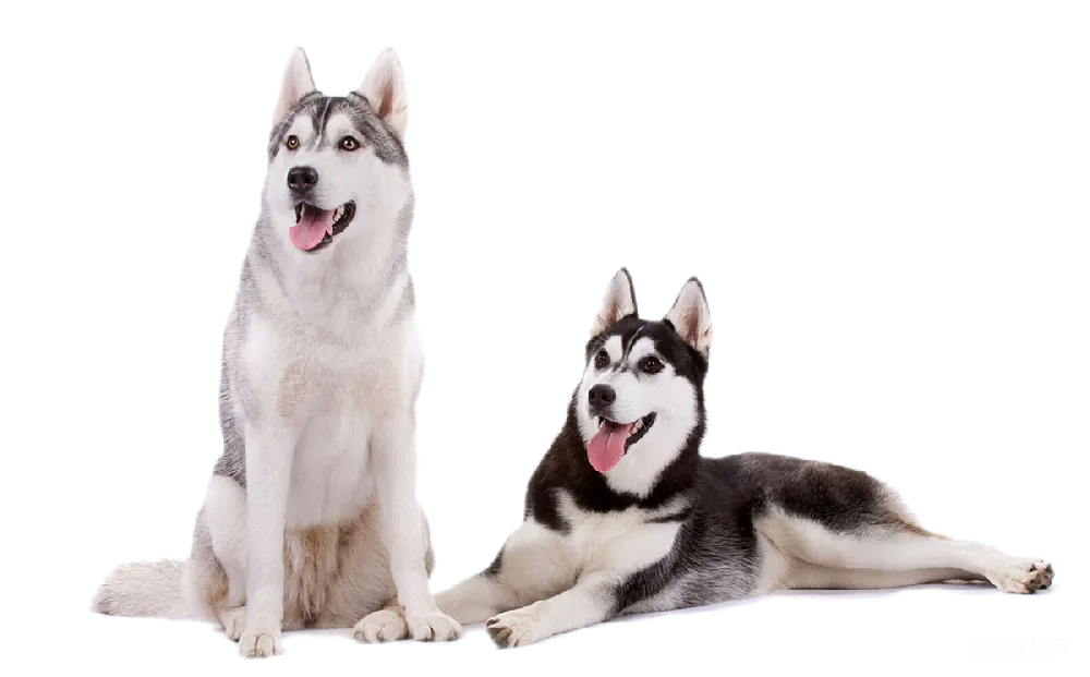 元素素材 元素 husky