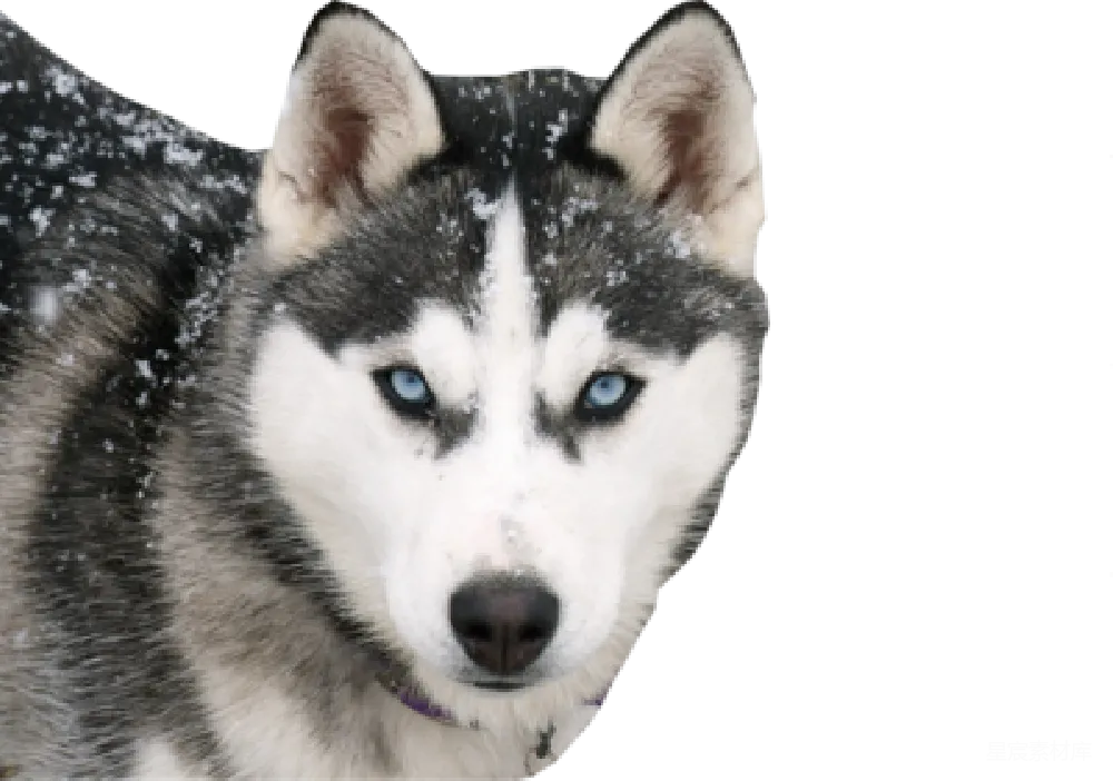 元素素材 动物 哈士奇 冬季 雪地里的哈士奇