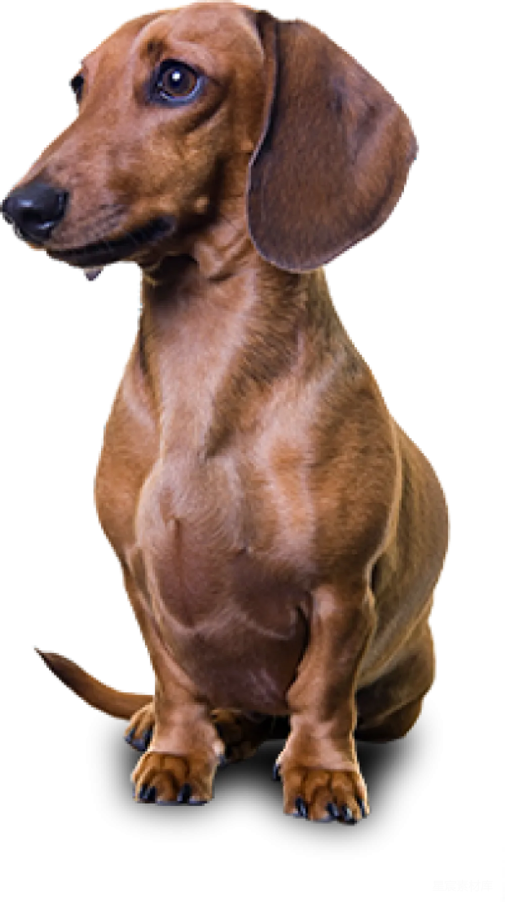 元素素材 元素 杜兴犬
