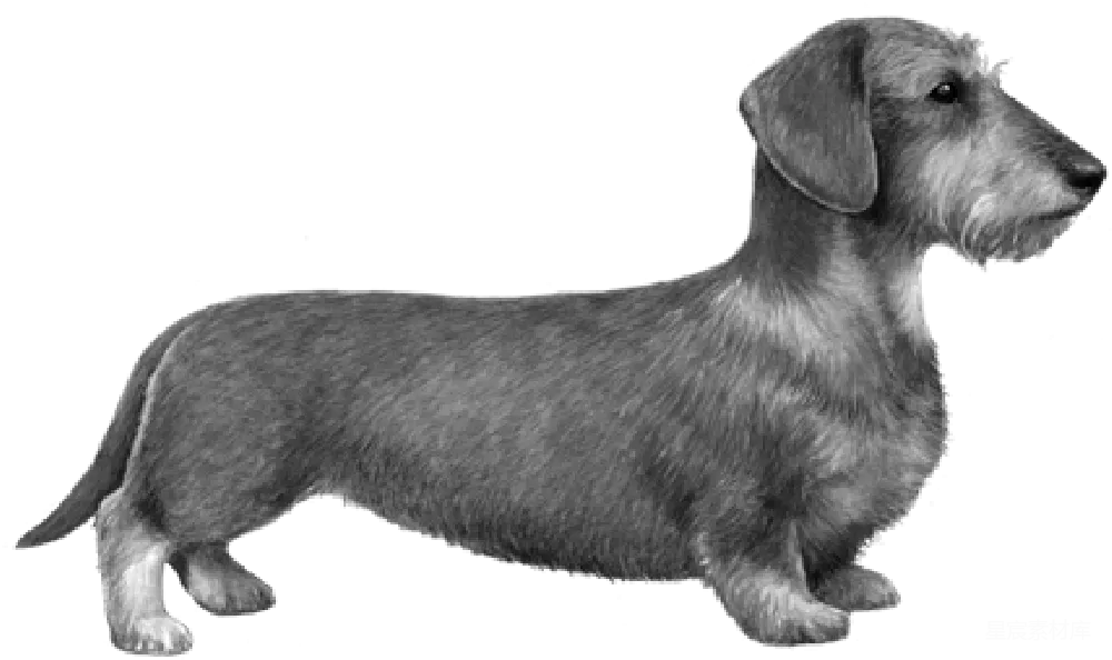 元素素材 元素 杜兴犬