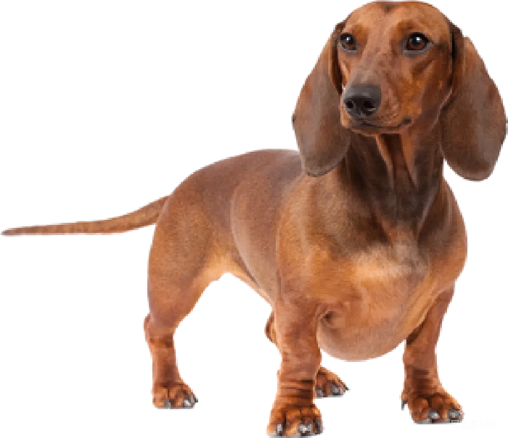 元素素材 元素 杜高猎犬