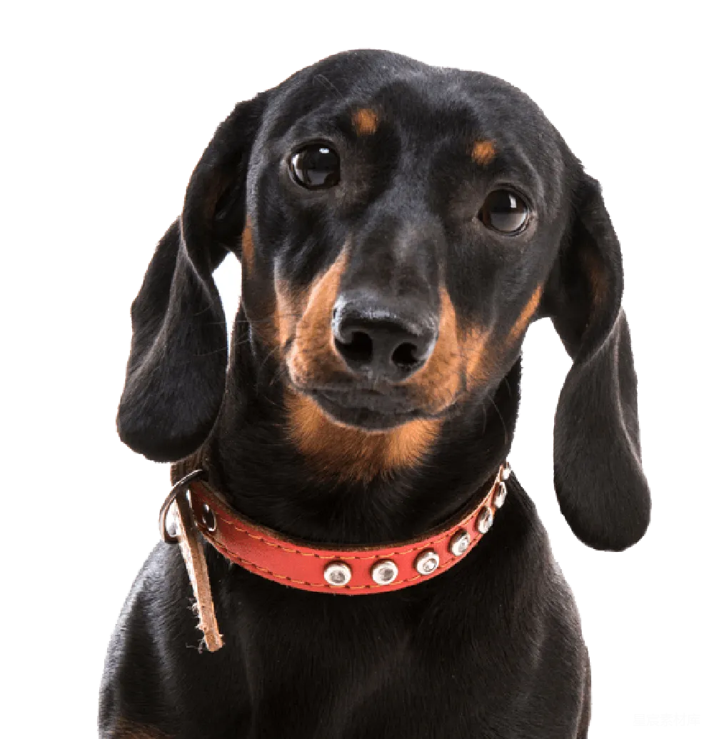 元素素材 元素 杜高猎犬