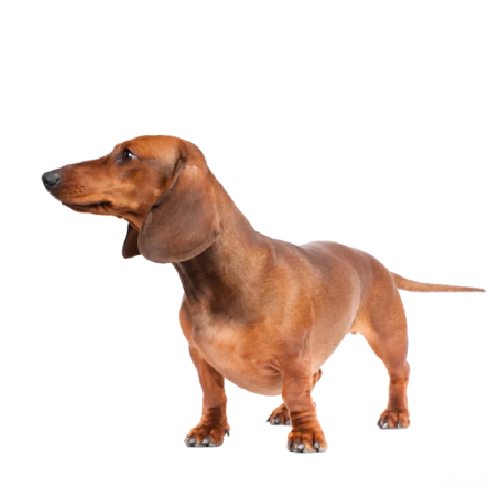 元素素材 元素 杜梆犬