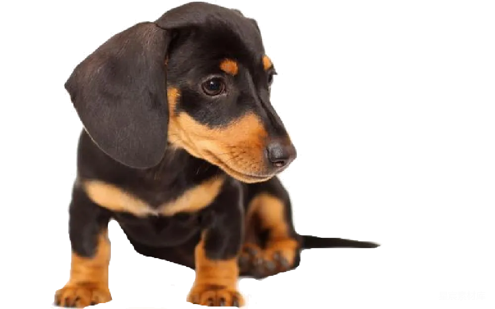 元素素材 宠物 可爱 小狗 可爱的小猎犬小狗