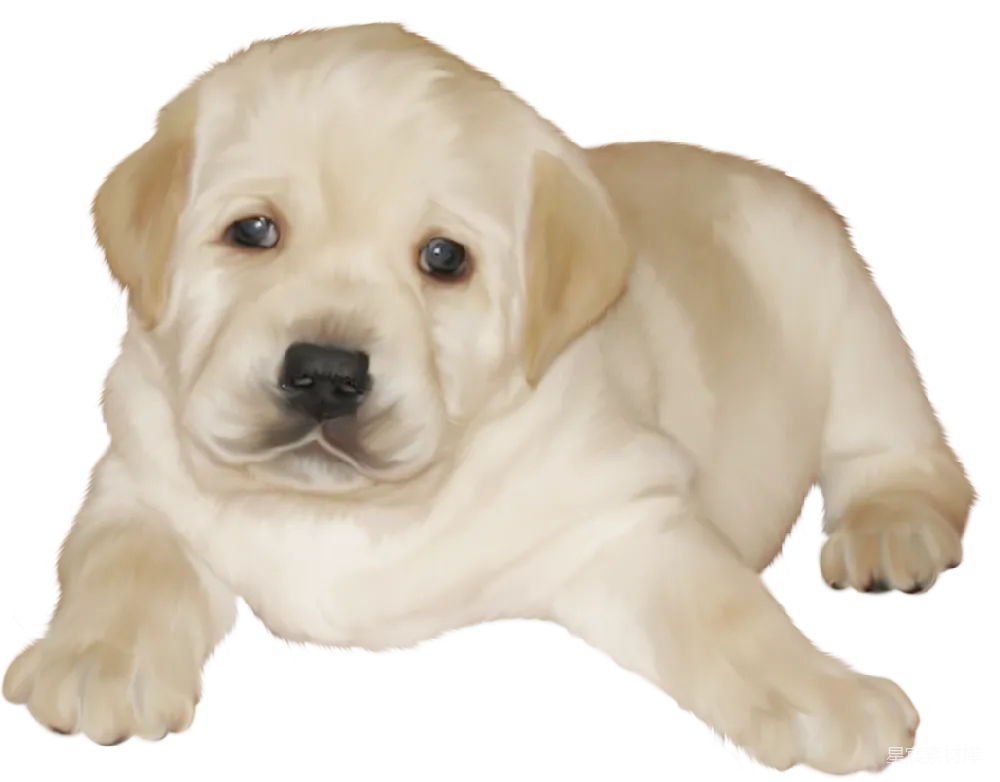 元素素材 拉布拉多犬