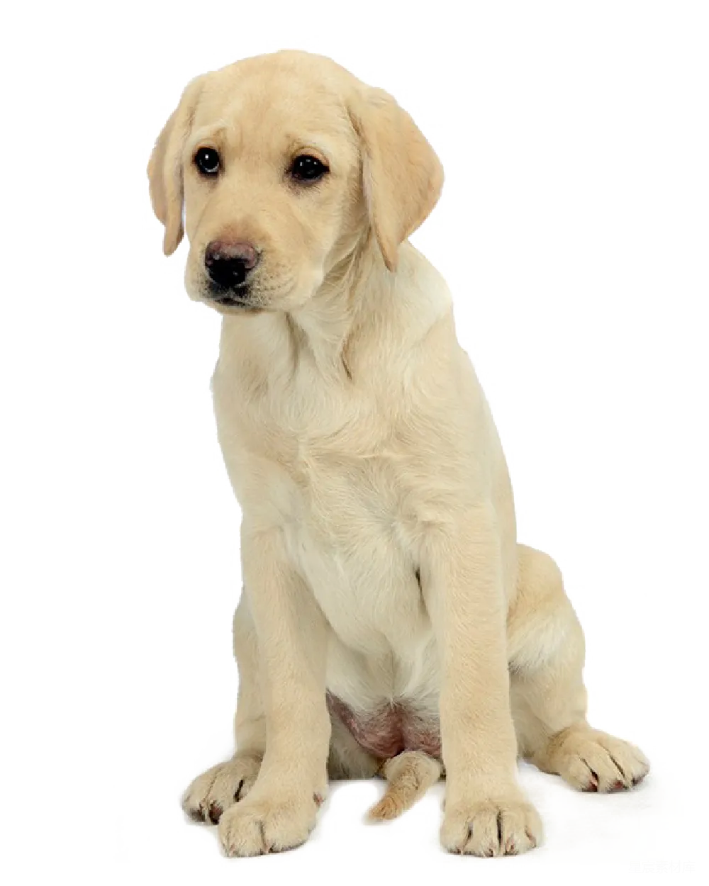 元素素材 元素 拉布拉多犬