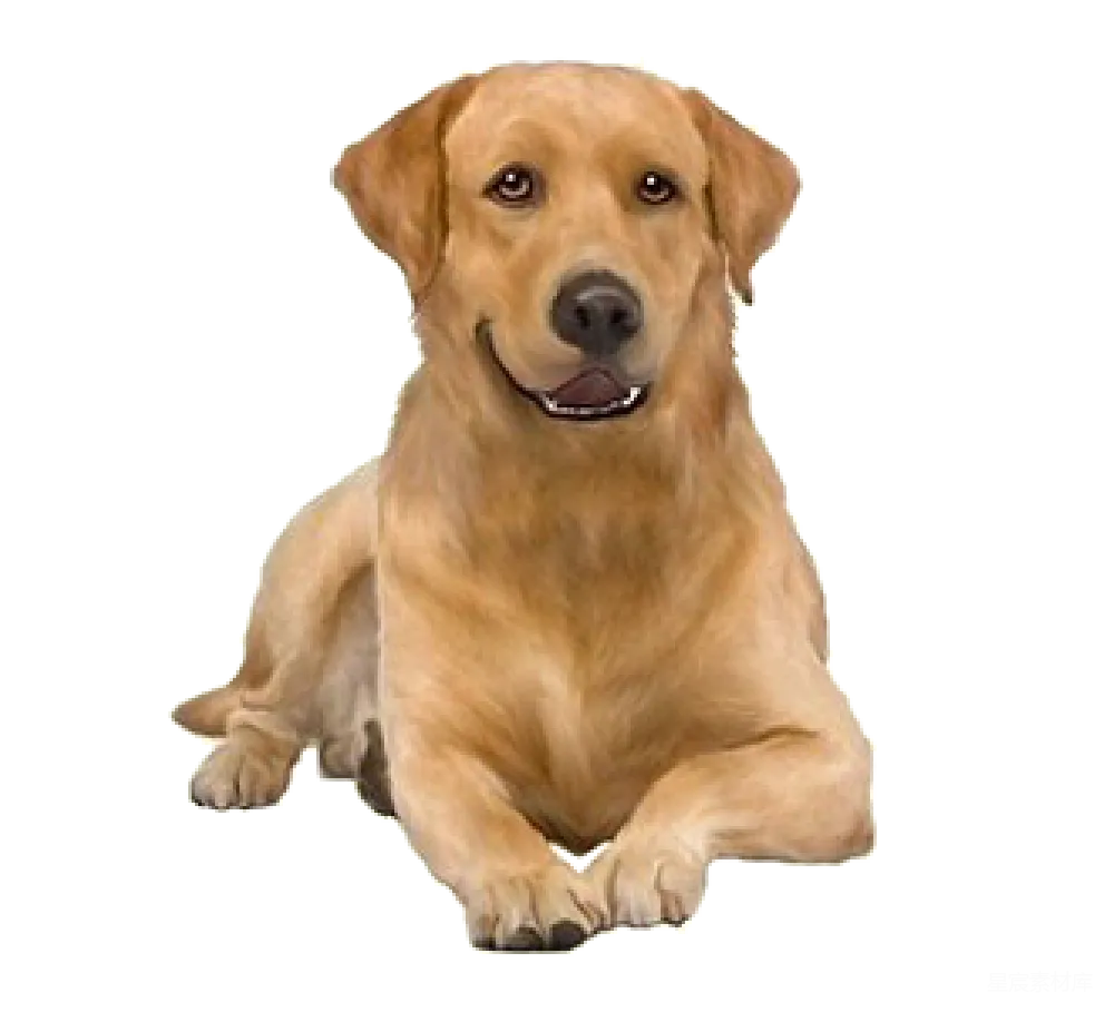 元素素材 PNG