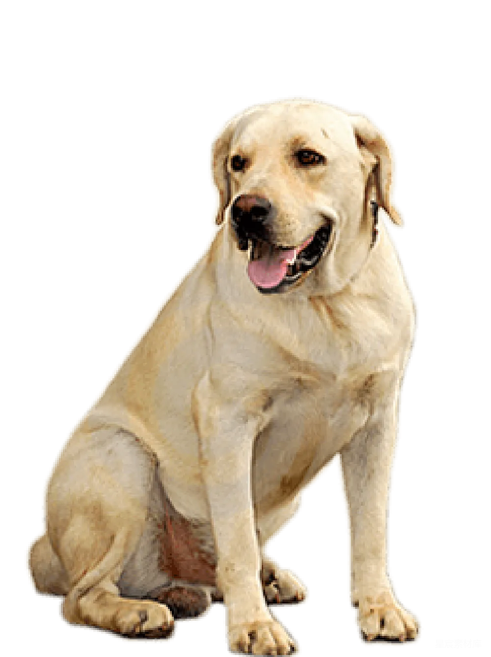 元素素材 元素 拉布拉多犬