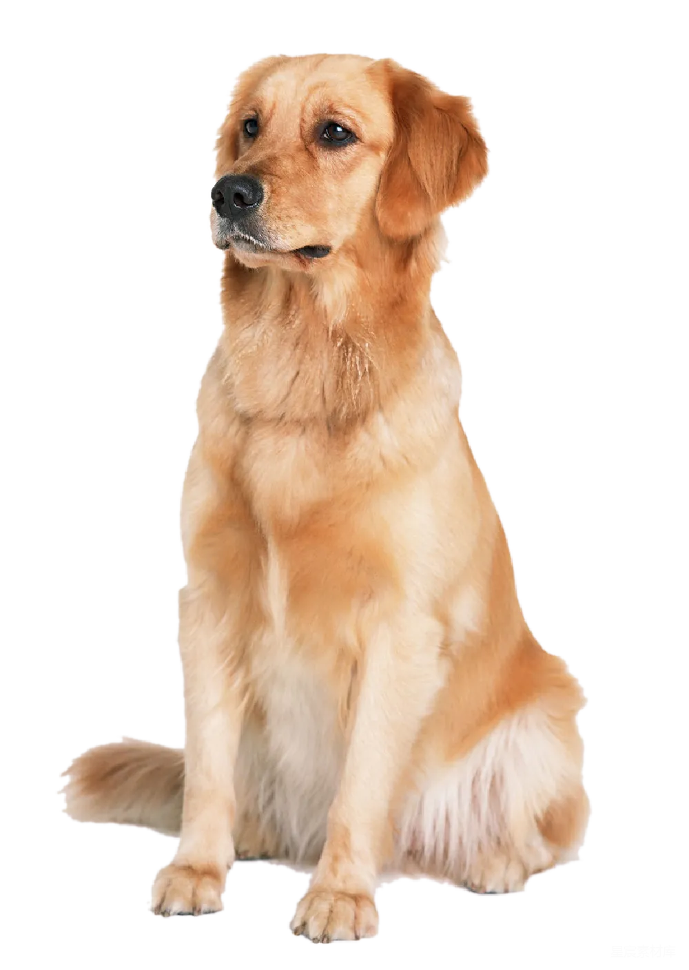 元素素材 元素 拉布拉多犬
