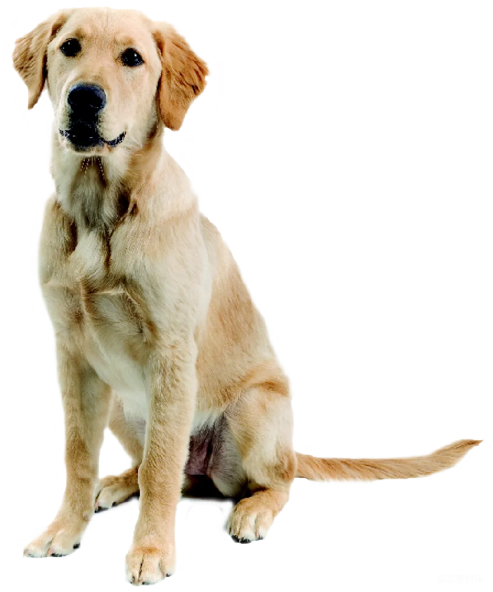 元素素材 元素 拉布拉多犬