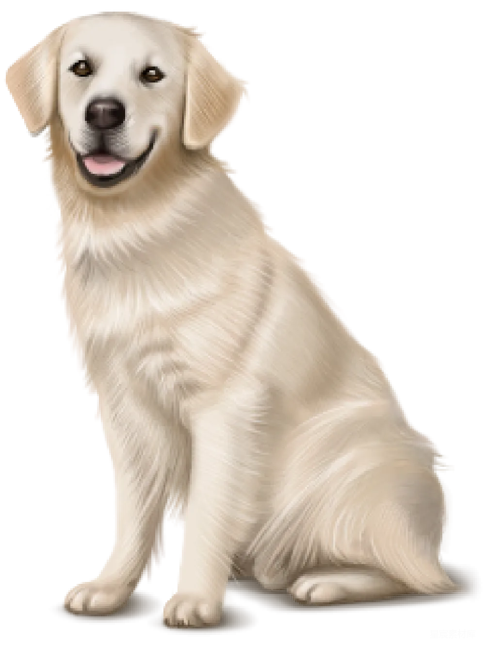 元素素材 宠物 动物 可爱 金毛寻回犬