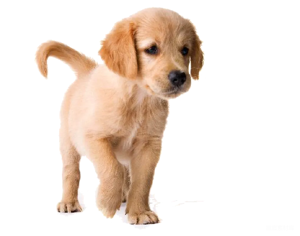 元素素材 元素 拉布拉多犬