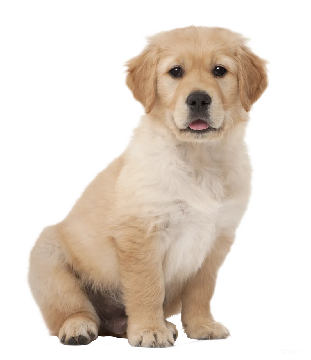 元素素材 拉布拉多犬