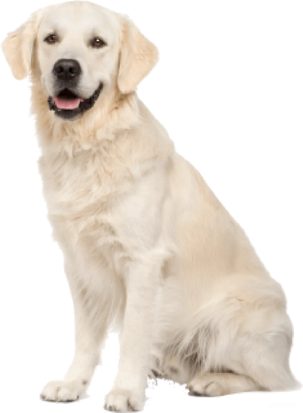 元素素材 拉布拉多犬