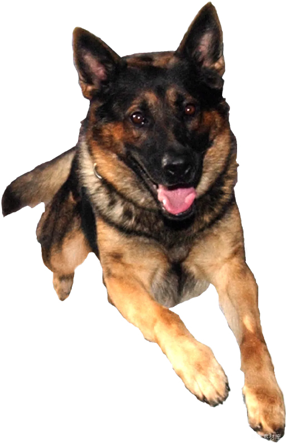 元素素材 宠物 德国牧羊犬 微笑 德国牧羊犬的微笑