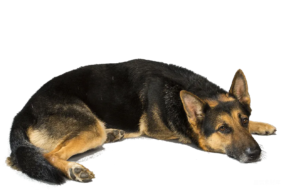 元素素材 宠物 摄影 动物 德国牧羊犬休息