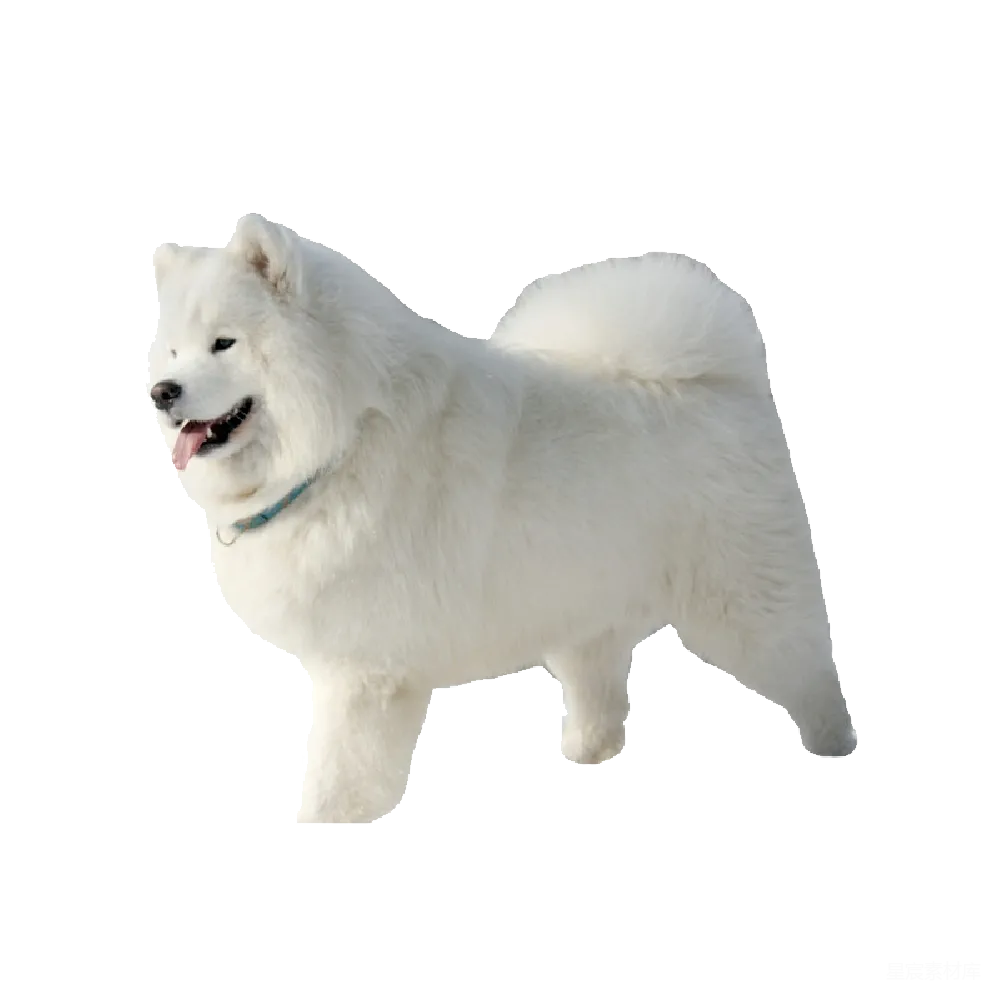 元素素材 元素 萨莫耶犬