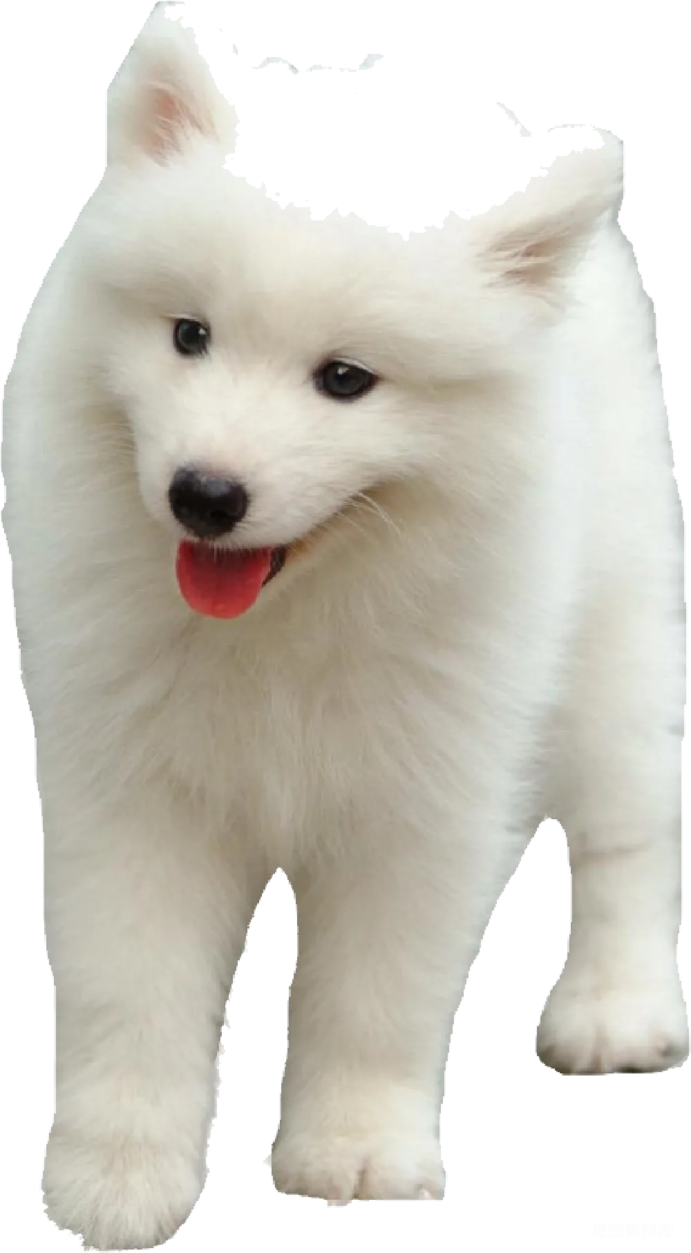 元素素材 元素 萨摩耶犬