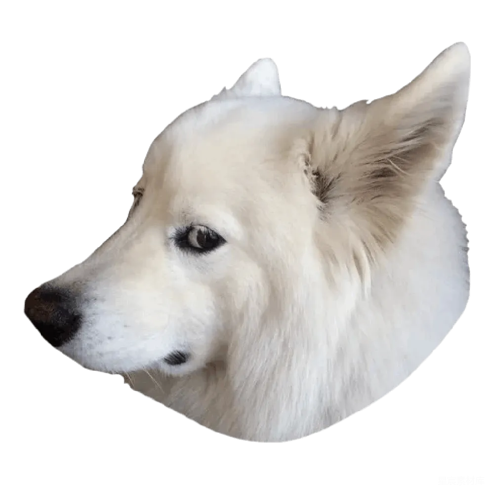 元素素材 萨摩耶犬