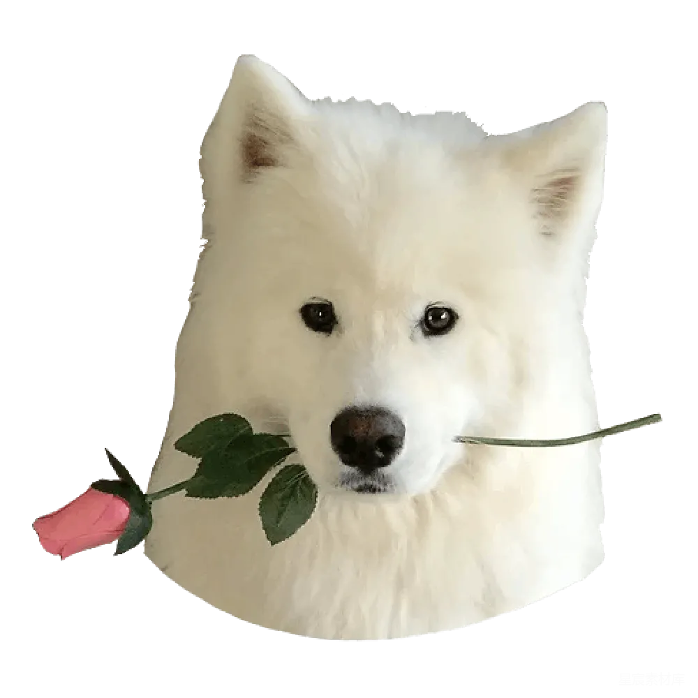 元素素材 萨莫耶犬