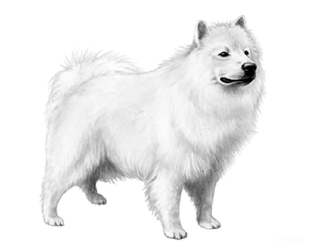 元素素材 元素 萨摩 York犬