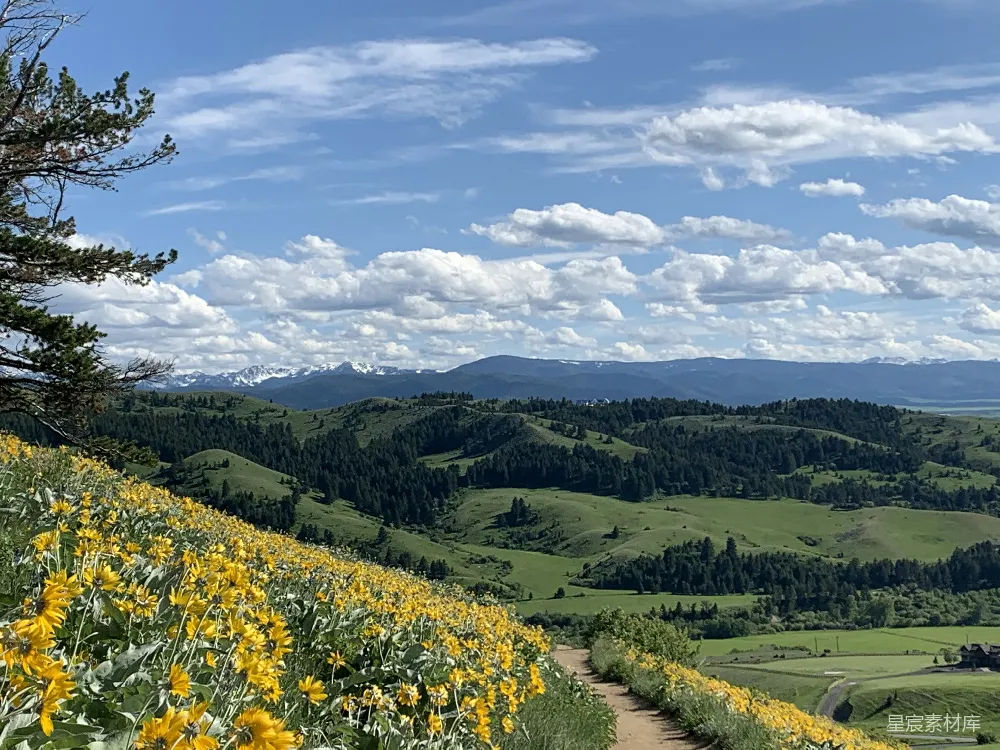 高清摄影  背景有一座山的树。