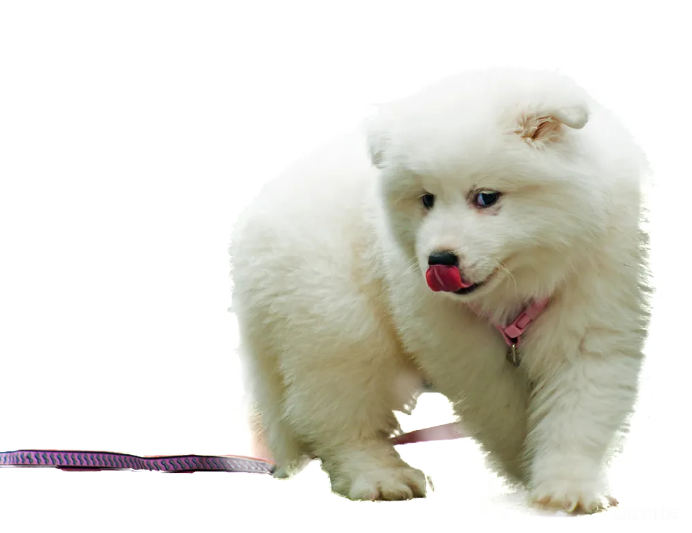 元素素材 元素 萨摩耶犬