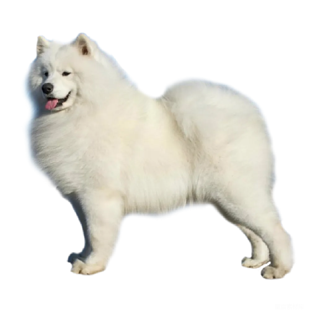 元素素材 萨摩耶 动物 宠物 雪橇犬的优雅姿态