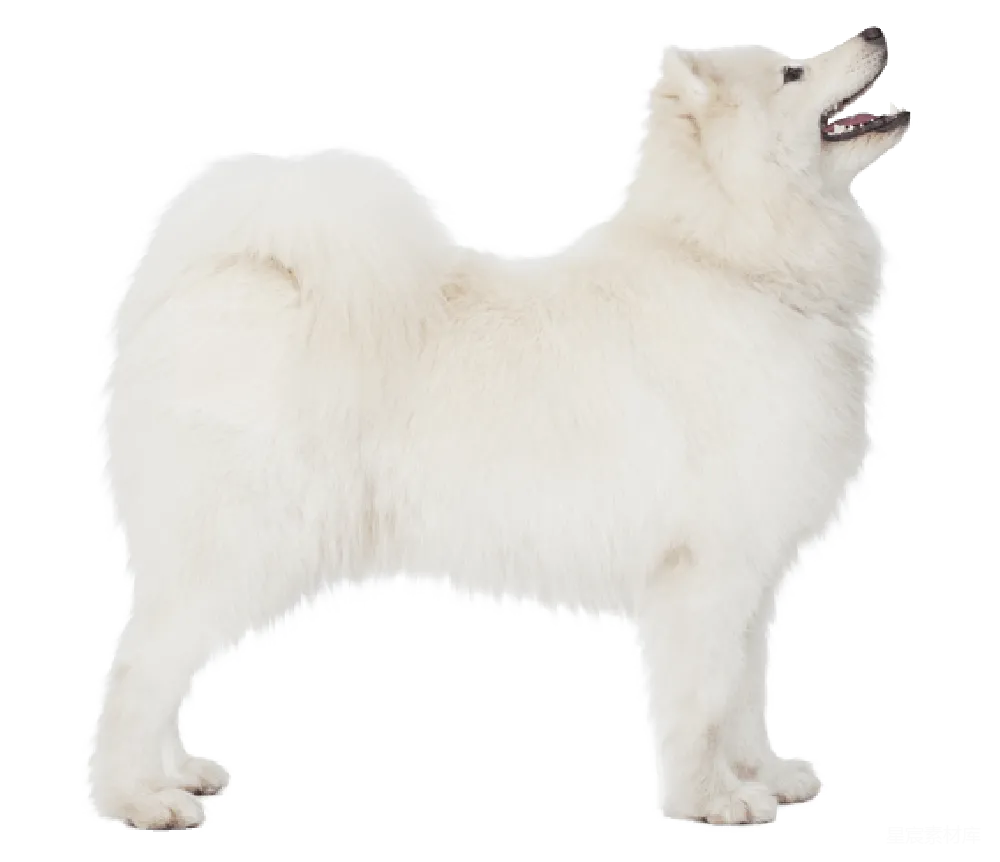 元素素材 萨摩耶犬