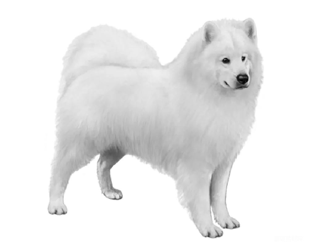 元素素材 元素 萨摩耶犬