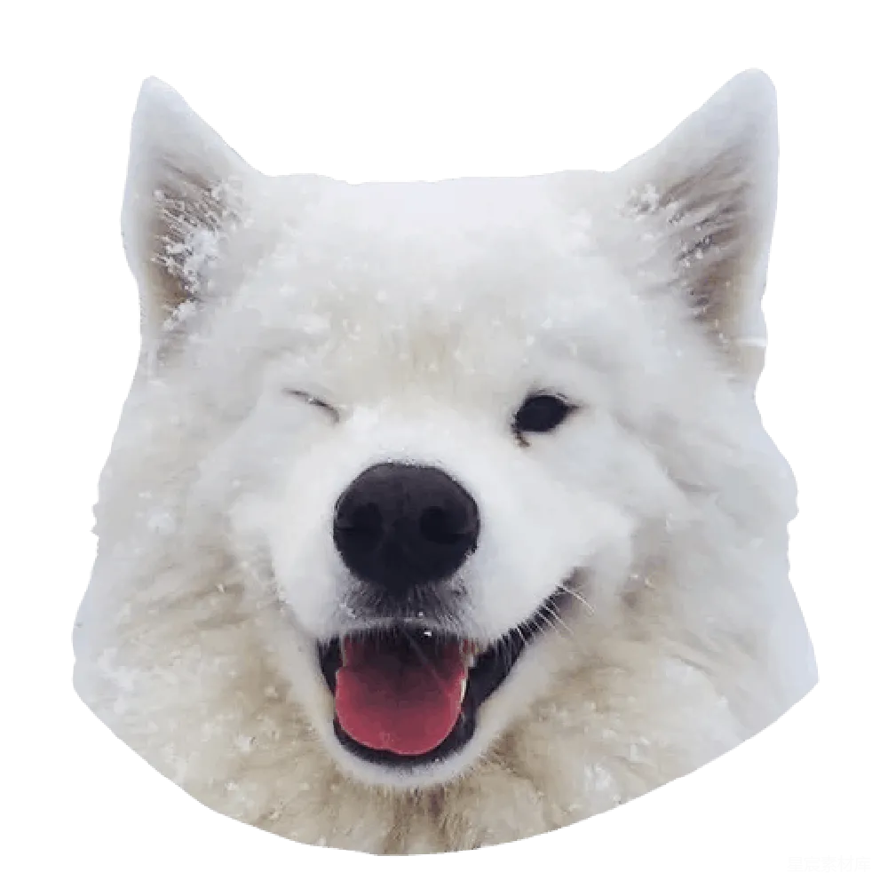 元素素材 萨莫耶犬