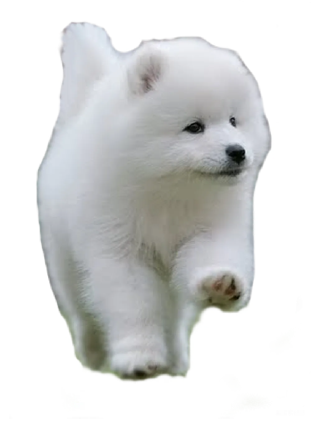 元素素材 元素 萨摩耶
